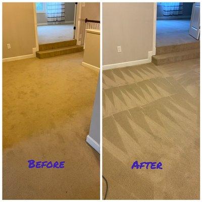 Call Blue Hornet Carpet Cleaning today!!