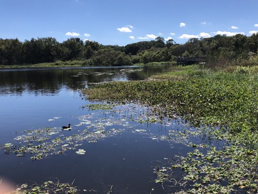 Lake Lotus