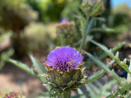 Artichoke thistle