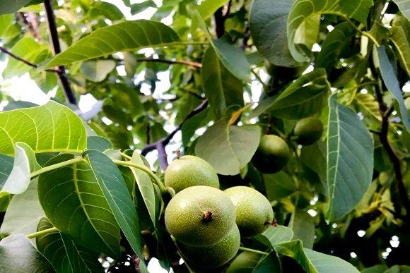 Organic walnuts, chandler walnuts