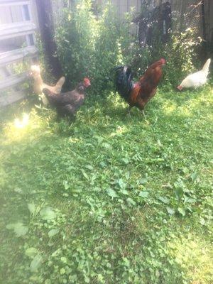 Chickens