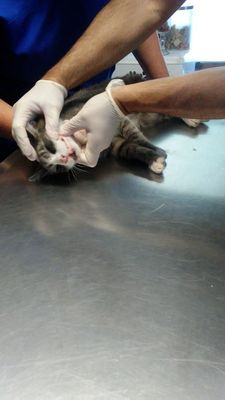 Examination of feral cat (that I thought was someone's lost pet) Great level of care!