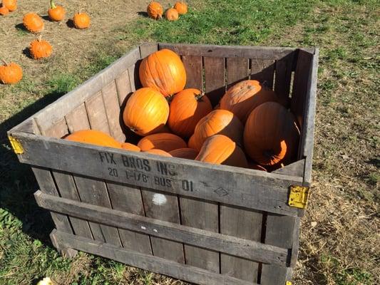 Pumpkin picking at Fix Bros Fruit Farm