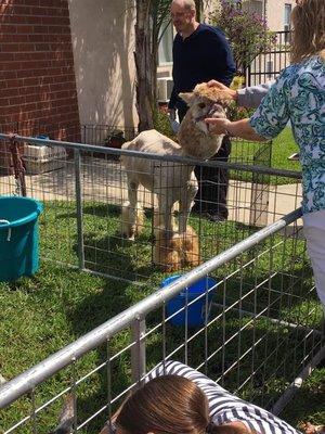 Palm Sunday animals