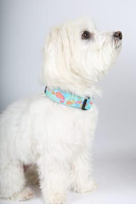 E&B Couture, the Catalina Dog Collar