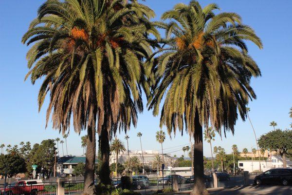 Beautiful view of palm trees and the ocean.