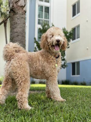 The Doggy House Grooming Salon