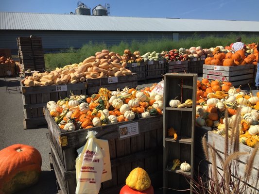 Fresh pumpkins squashes and gourds at the fall festival