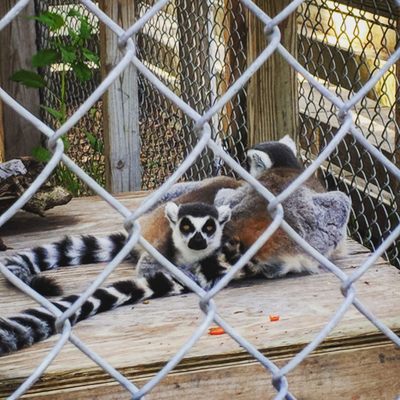 Resident Ringtail Lemurs!