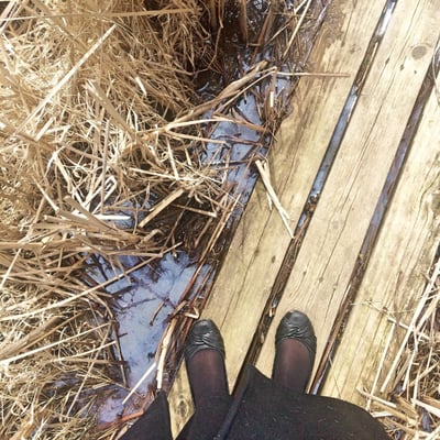 A walkway along a marshy area