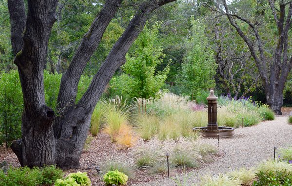 Ornamental grass meadow