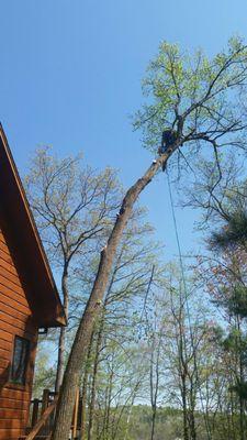 A.O.S. Tree Service