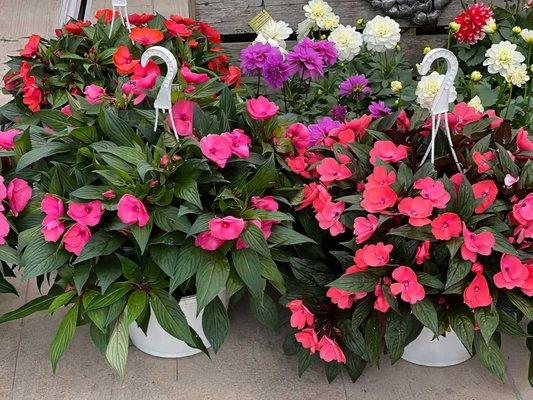 Annuals and Perennials. Hanging Baskets, Potted Plants and more.