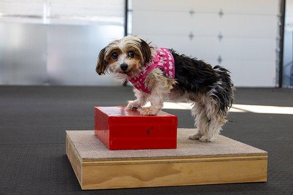 Canine Coaching and Conditioning Center