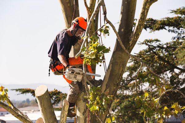 Recovery Tree Service