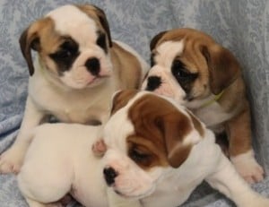 Mini Bulldogs