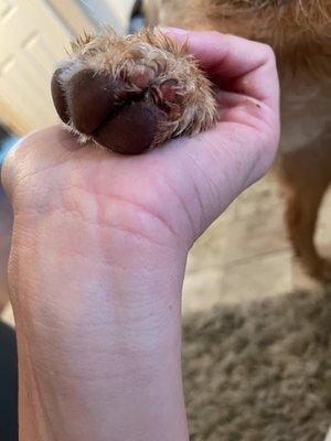 Mel's other front paw after I washed with a wet cloth