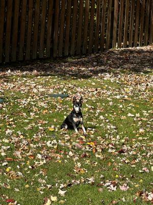 Dexters enjoying the fall weather!