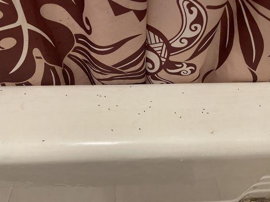 Ants in bathtub