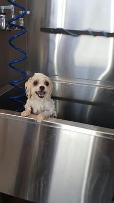 Miss Scarlette in the dunk tank