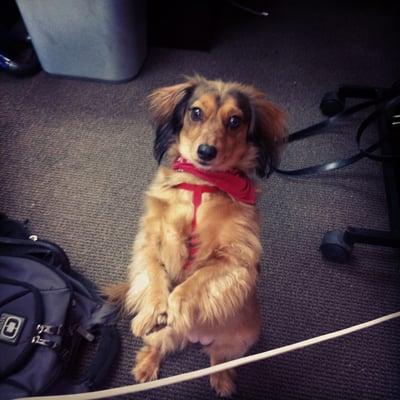 Potato the office dog, helping us as we redo the office!