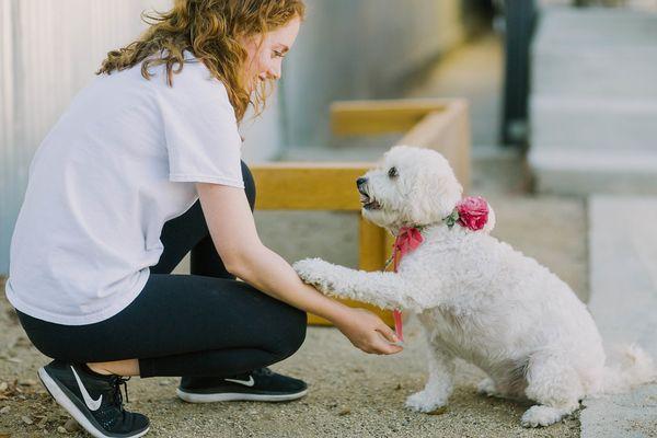 Wedding Dog Care