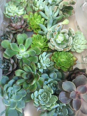 SUCCULENTS