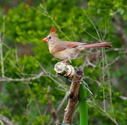 Female Cardinal