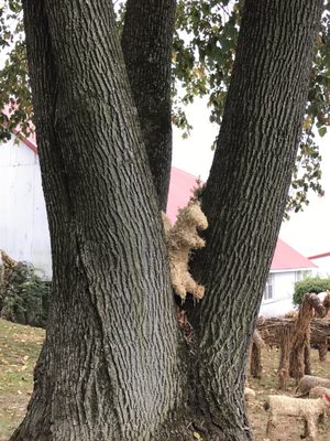 A squirrel in the tree but he's pretty big?