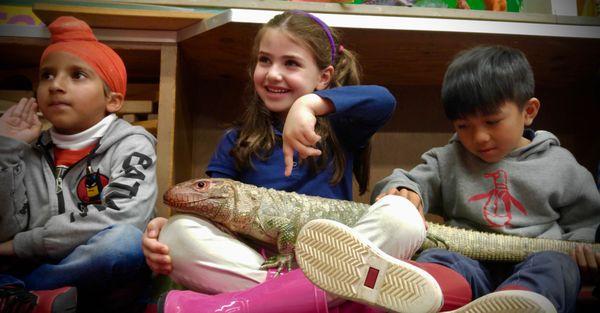 Turok our caiman lizard has been visiting schools for over 7 years.