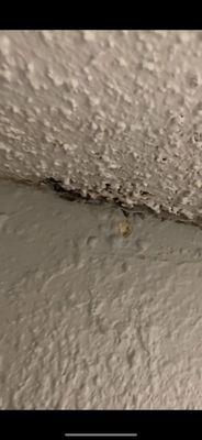 Mold or cockroach poop in hallways walls.