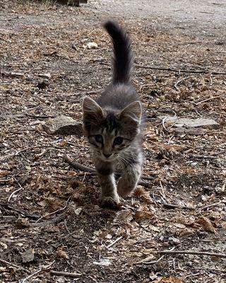 Right before Cassie was taken as a stray kitten to be helped.