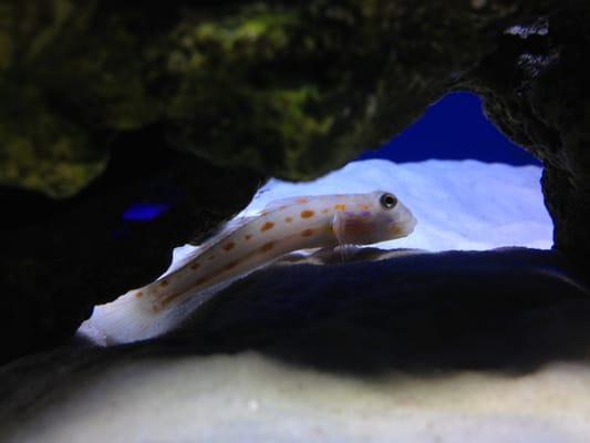 Diamond Sleeper Goby