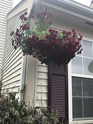 I bought these hanging Mum baskets at Straters. I showed these to the staff, was treated very rude!! Just wanted an explanation....