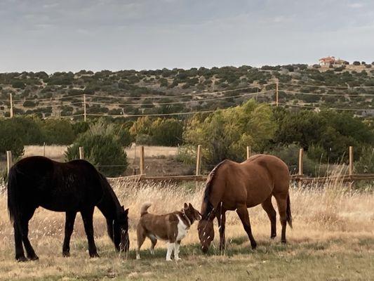 Legacy Stables