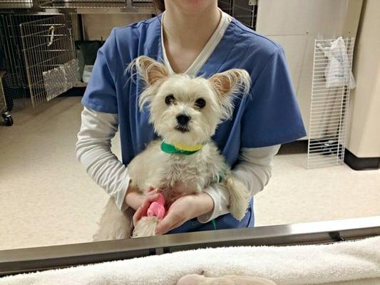 Buttercup being cared by Dr. Zia during her 5 day stay.. notice the IV?