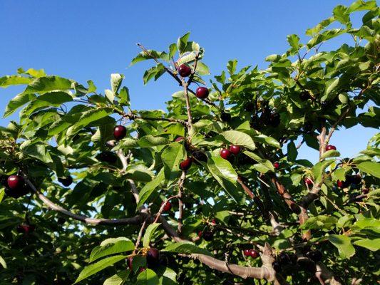 Cherries.