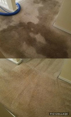 Carpet Cleaning