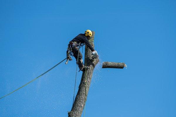 Outlaw tree services offers a unique approach to tree care that prioritizes safety, efficiency, and customer satisfaction. Call Today!