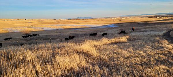 Cattle enjoying winter grazing under the Big Sky.