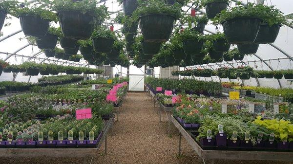 A greenhouse full of flowers and hanging baskets.