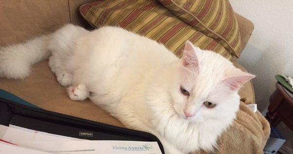 A client's cat watches Lisa do paperwork.  We love family pets!