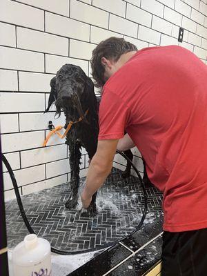 Self service dog wash