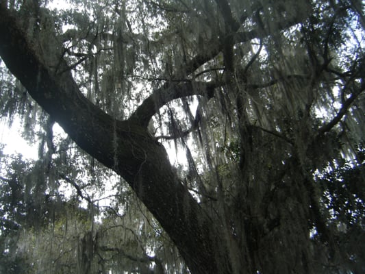 Lots of very old trees