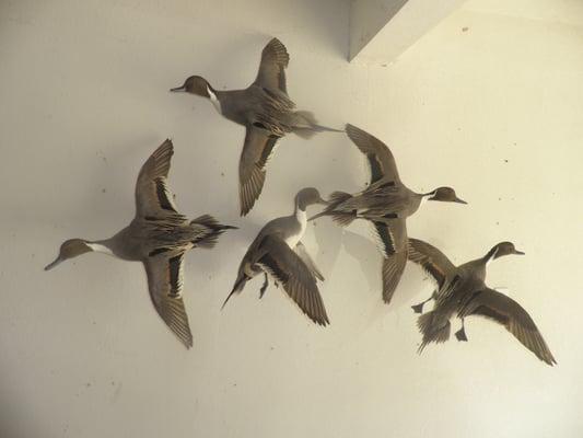 We do all legal ducks & birds. This flock of pintails was from last season.