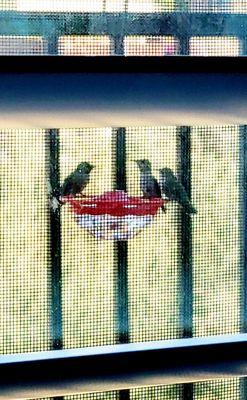 Two's company three's a crowd:). My humming bird feeder!