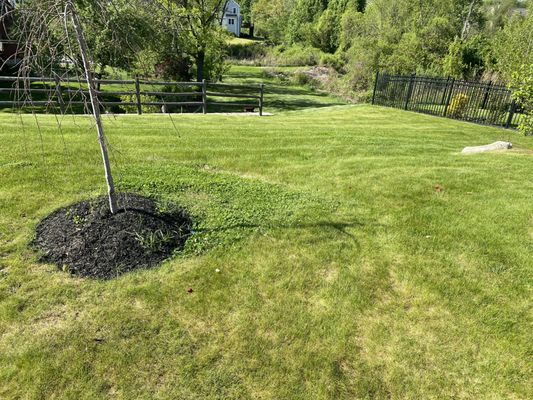 More too short cutting and a tree with a mountain of mulch around it. This is not good for a young tree!