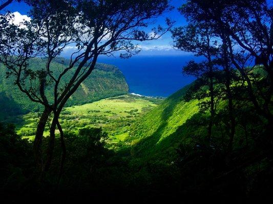 Back trails of Waipio Valley