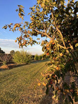 Neal's Berry Farm