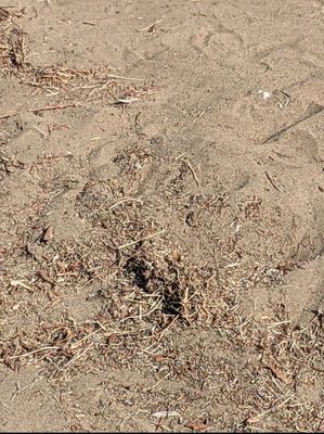 The ground on a typical spring, summer, and autumn day here.